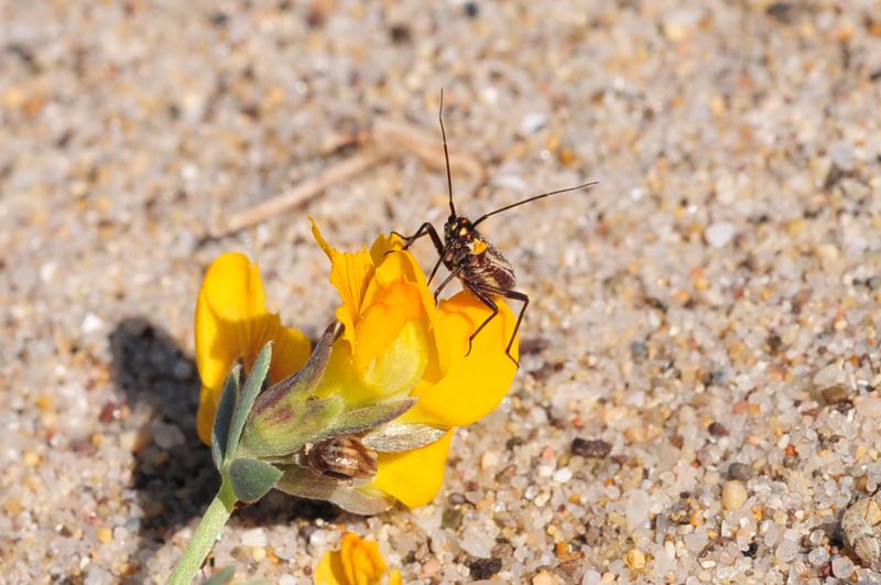 Lotus cytisoides subsp. conradiae e Medicago marina